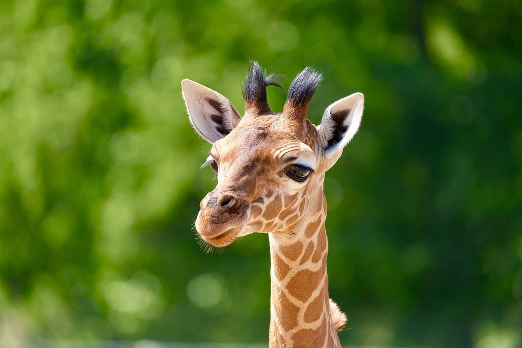 Giraffe Charlie was born in May 2023