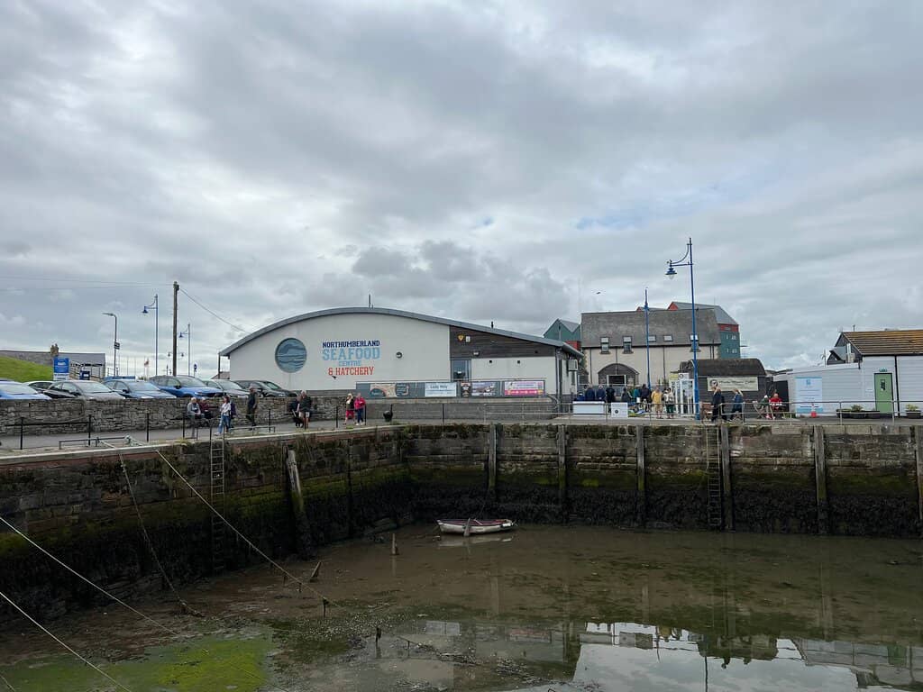 Delicious Crab Sandwiches