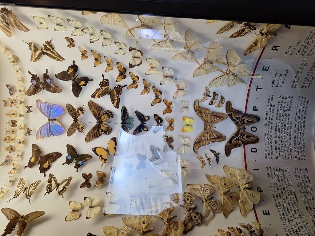 Dodo Bird Skeleton