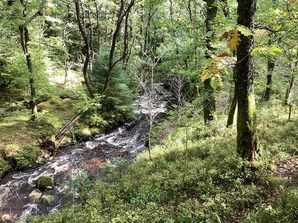 Mirrored Silhouettes