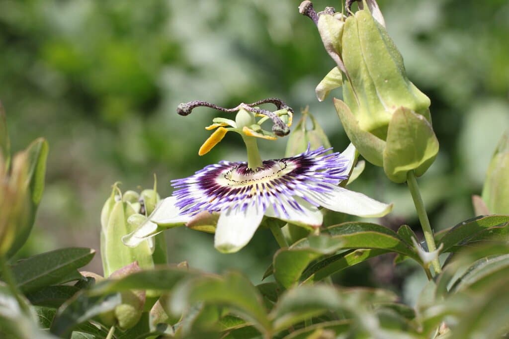 Mburucuya (especie nativa)