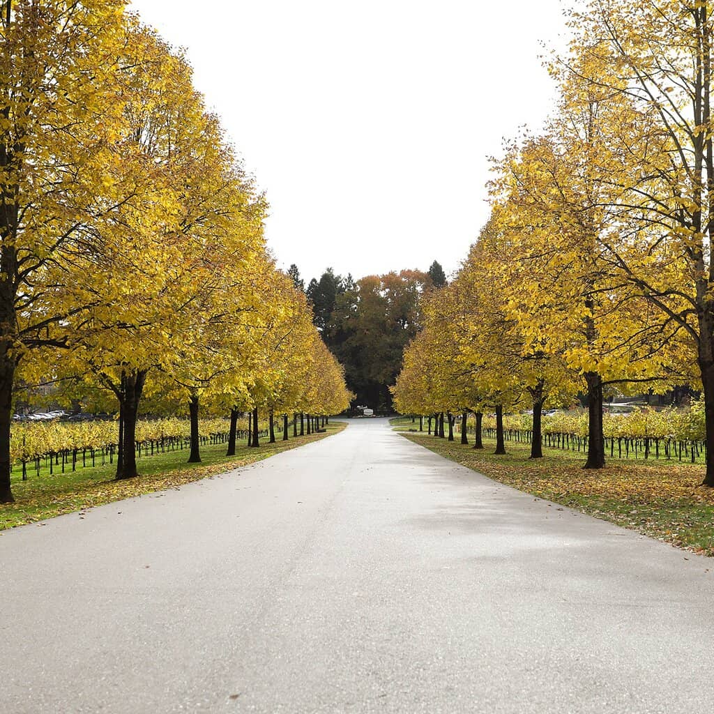 The Untold Story Cabernet Sauvignon