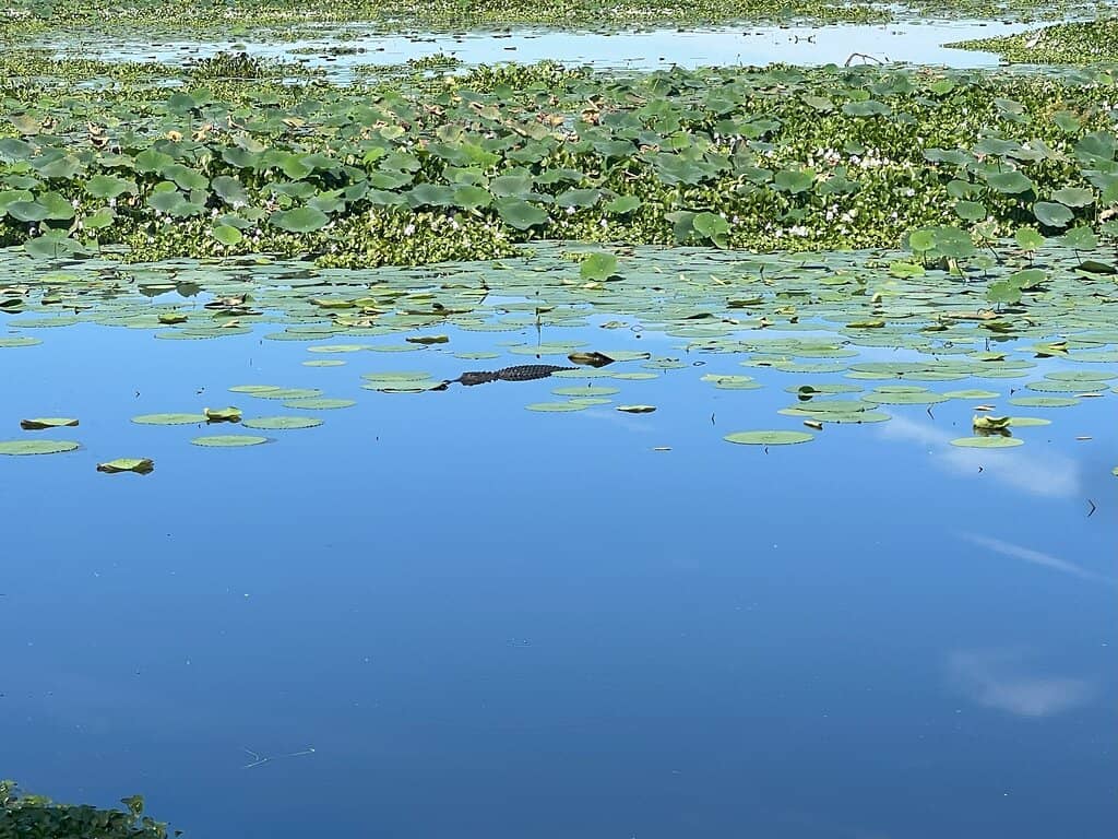 Alligator Encounters