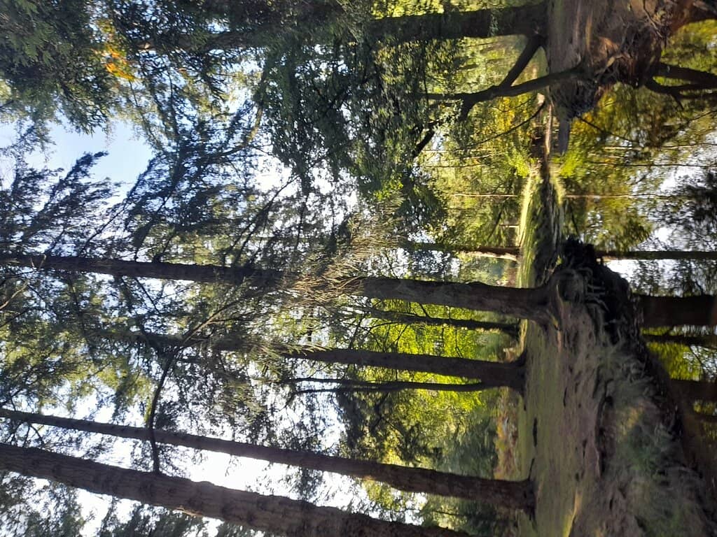 Enchanting Woodland Walks