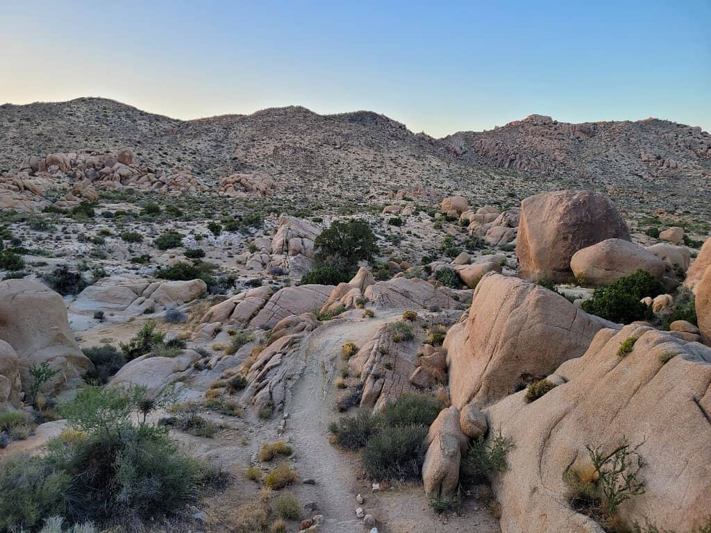Desert Flora and Fauna