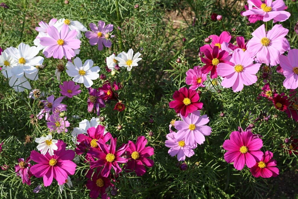 Serene Pond and Greenery