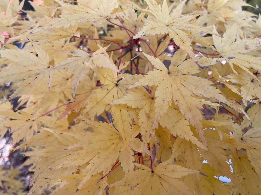 Uji City Botanical Gardens