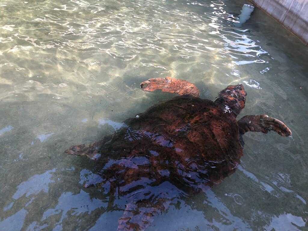 Baby Sea Turtle Encounters