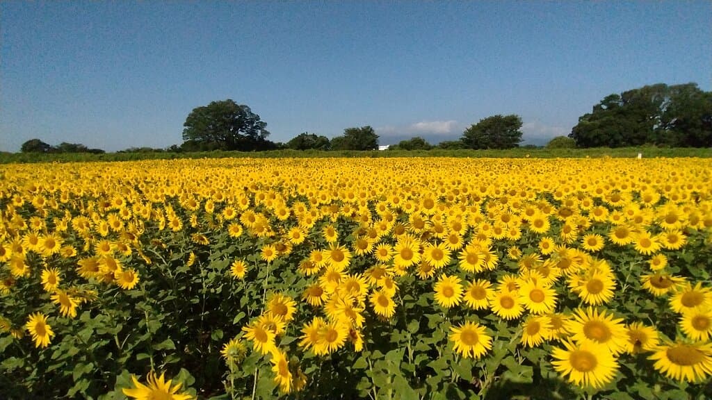座間のひまわり畑です。毎年8月にひまわり祭りが開催されます。