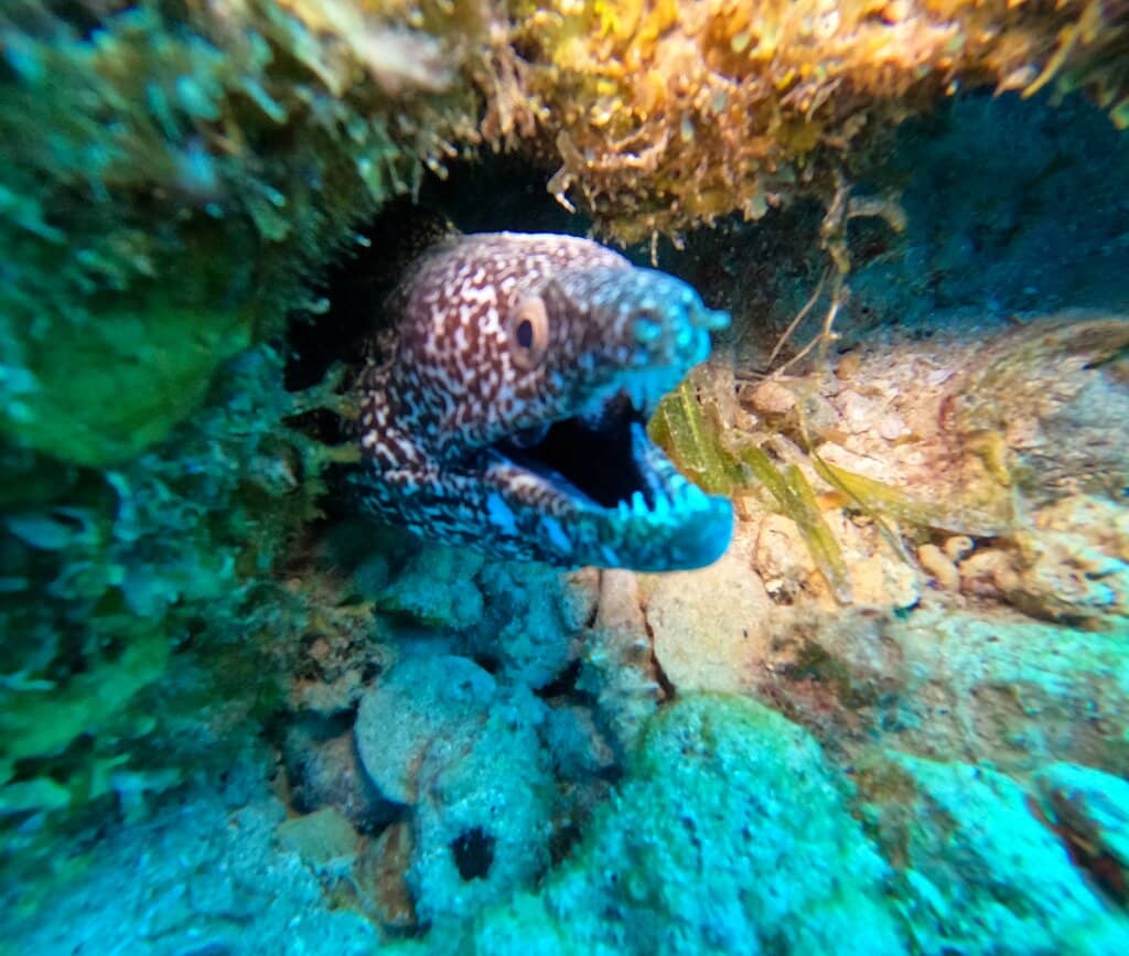 Delicious Food Trucks