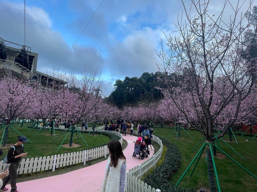 Visit the Cherry Blossom Garden
