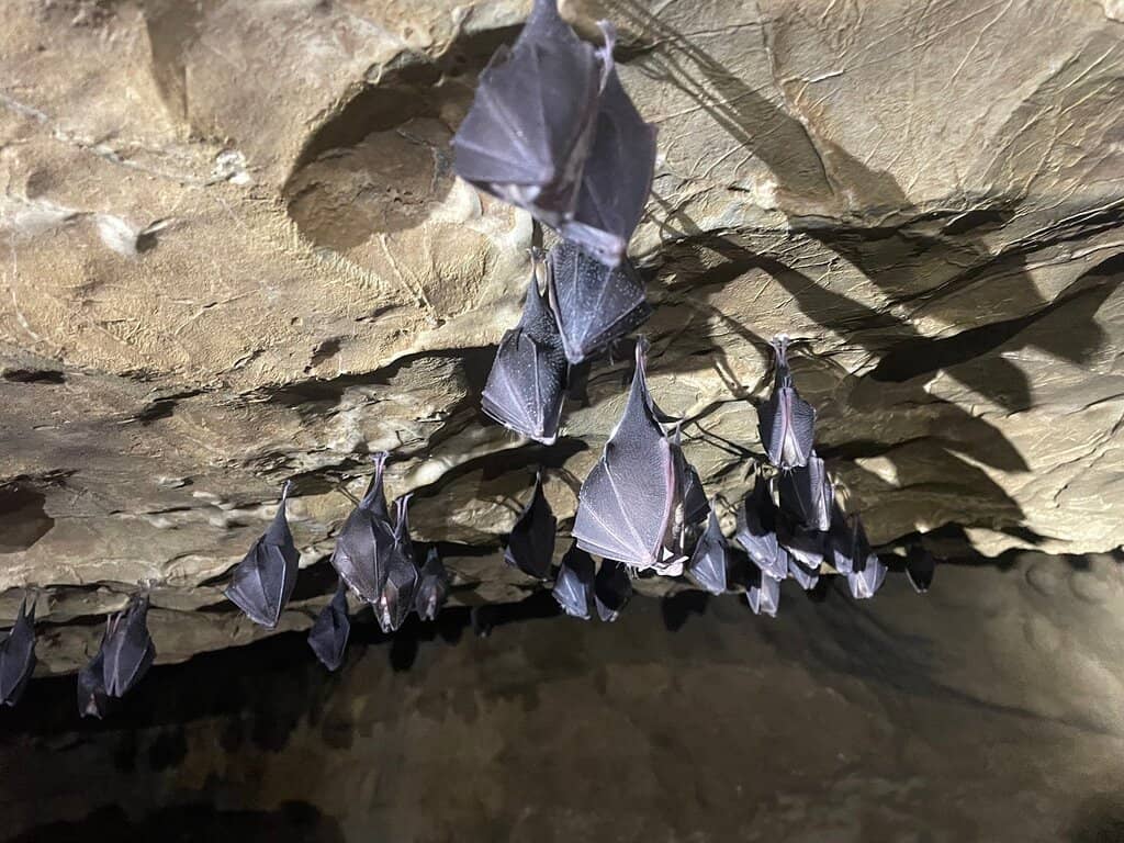 Bat Sightings
