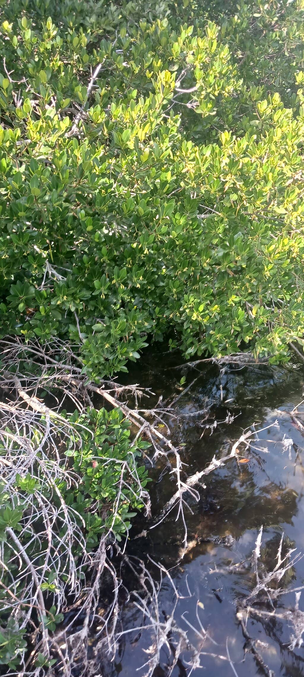 Scenic Boardwalks & Trails
