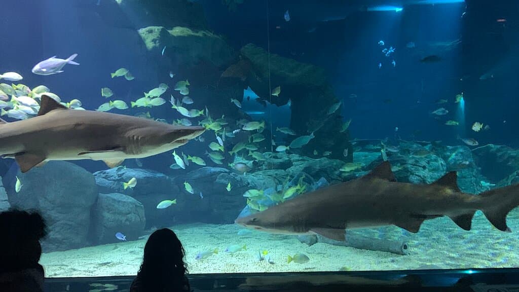 Visiter l’aquarium