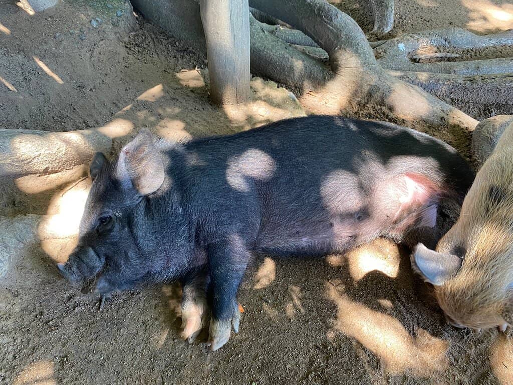 Play Areas & Water Fun