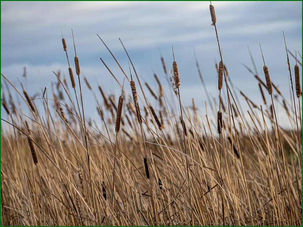 Bird Hides with Views