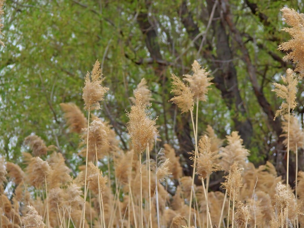 COMMON REED (Phragmites australis)