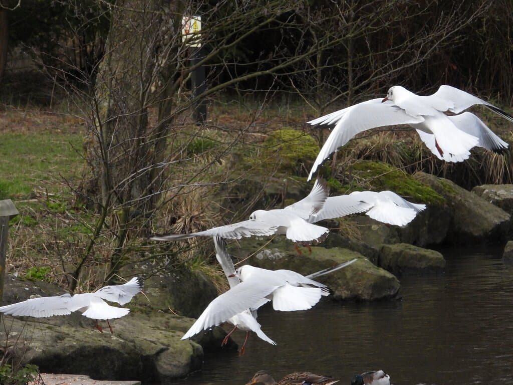 Adel Dam Nature Reserve