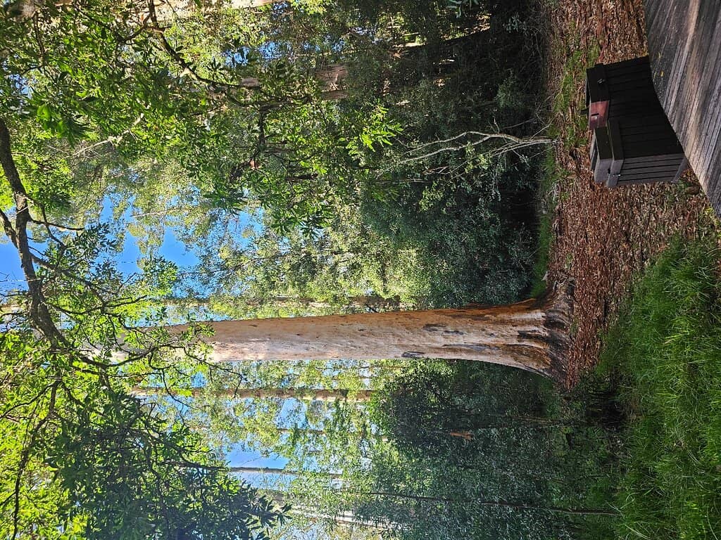 Fungi and Wildlife Spotting