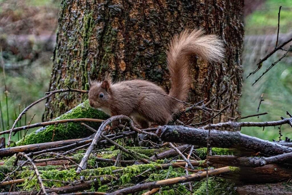 Red Squirrel Sanctuary