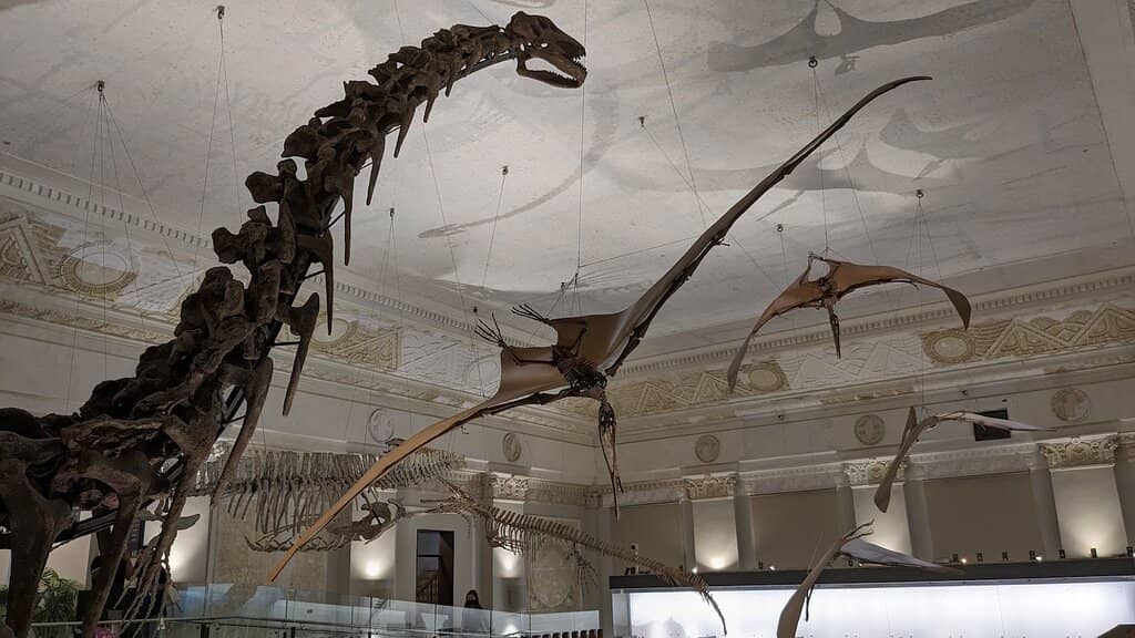 Mammoth Fossil