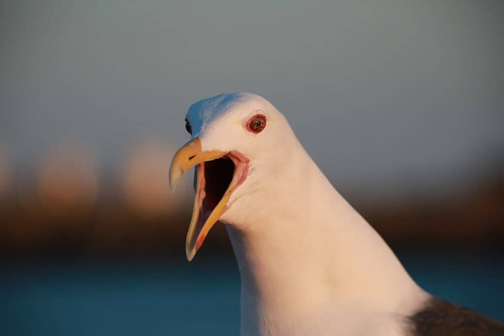 Seagull Encounters