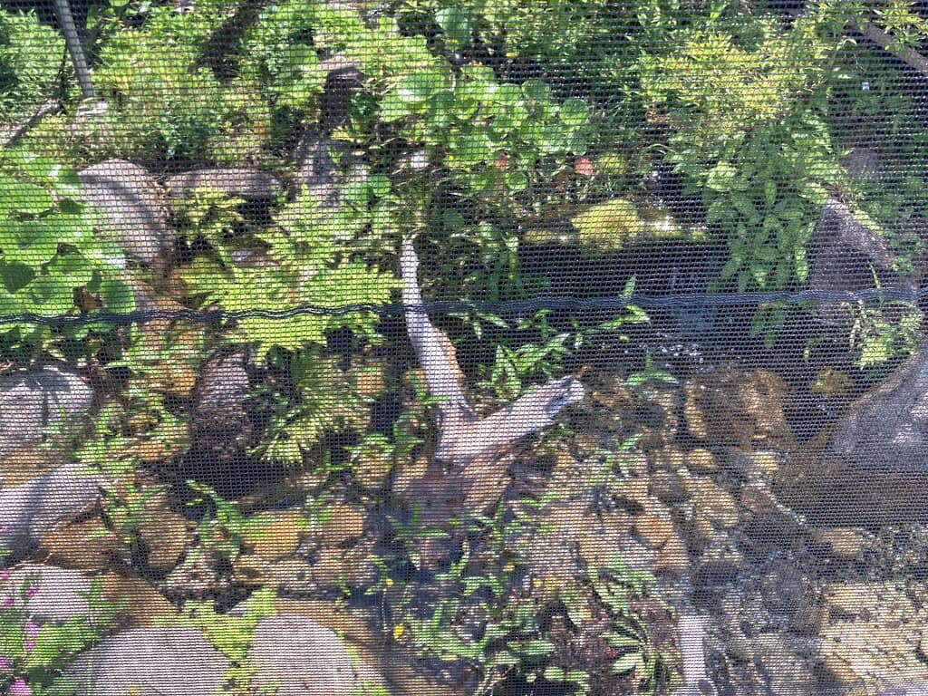 Peaceful Urban Garden