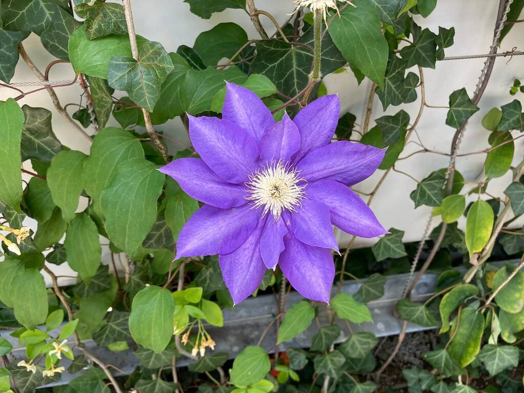 Panoramic City Views