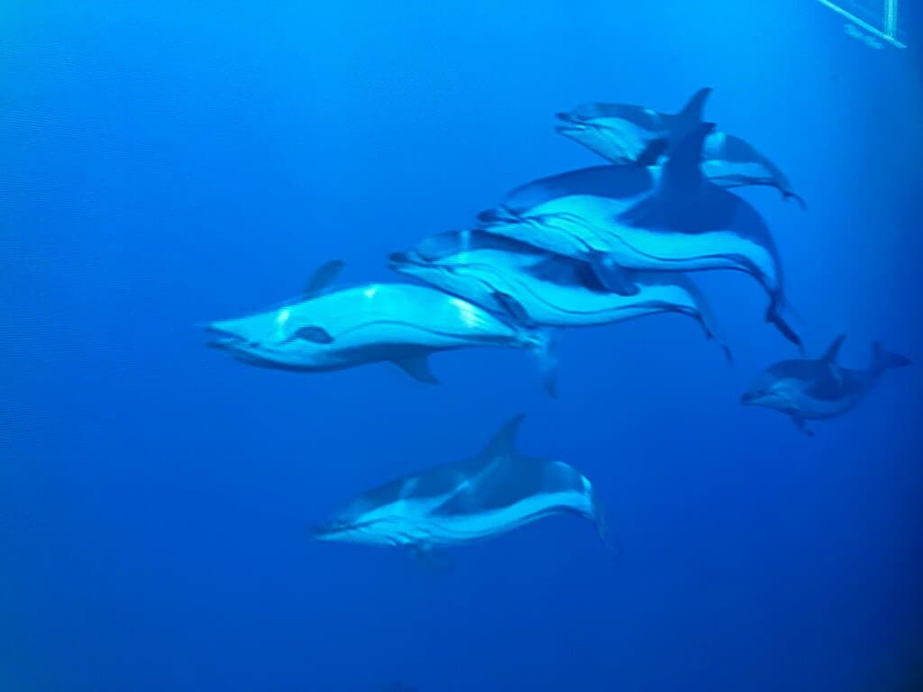 Batterie du Graillon