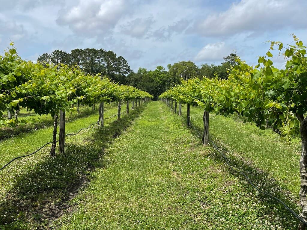Outdoor Games & Relaxation