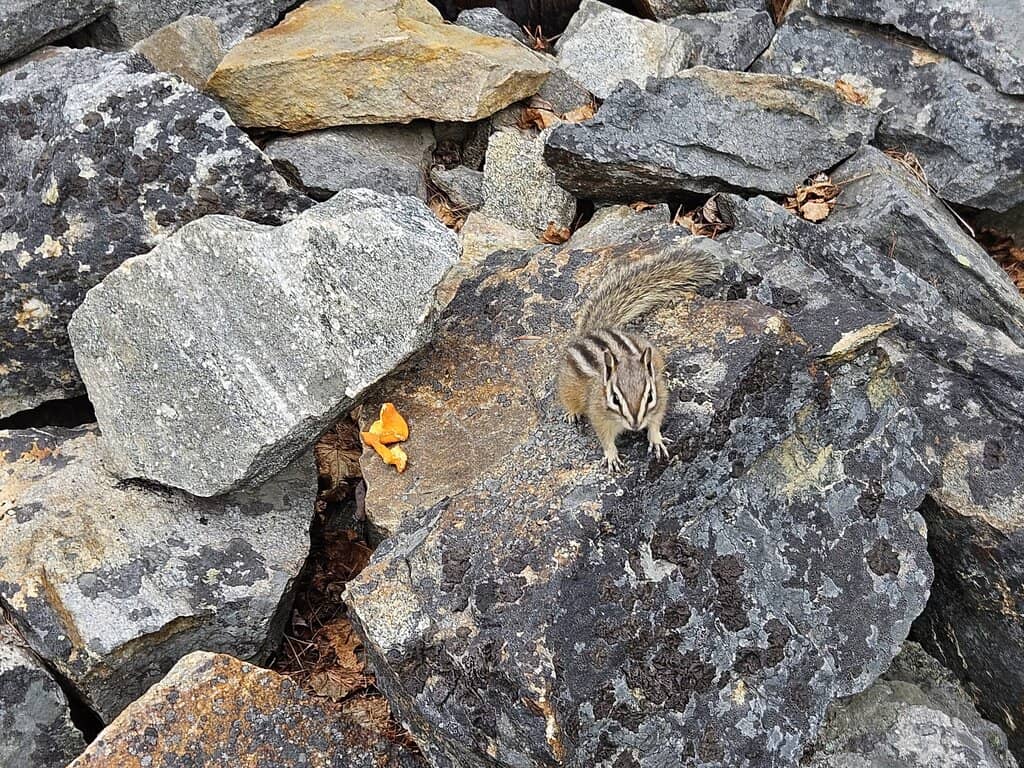 Abundant Berry Patches