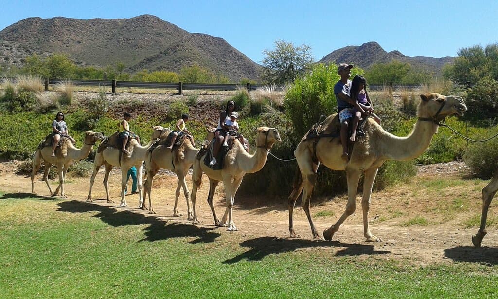 Camel Rides
