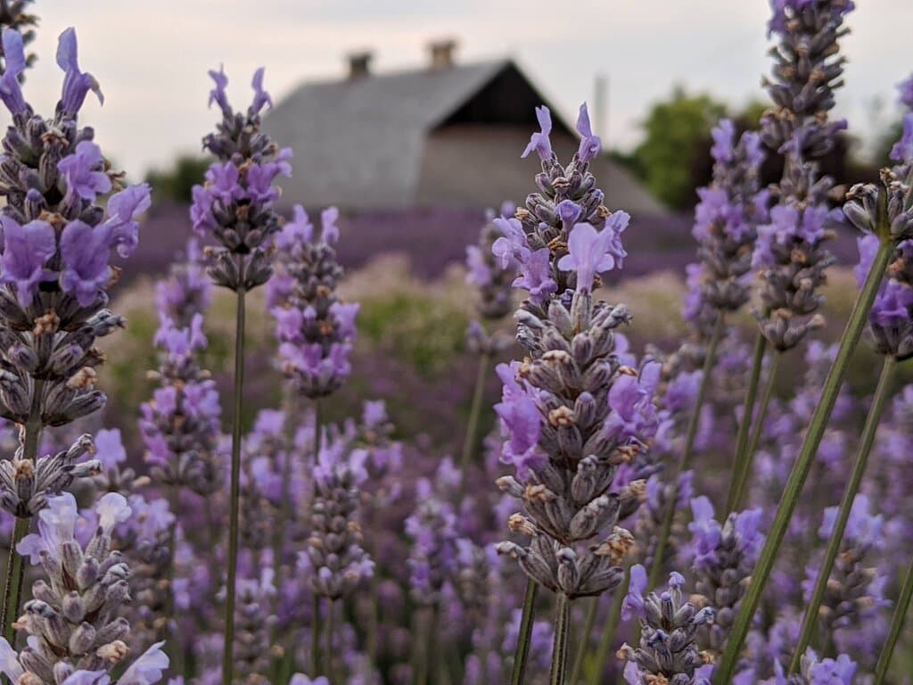 View of Historic Lotzgesell Dairy Barn in our lavender field.