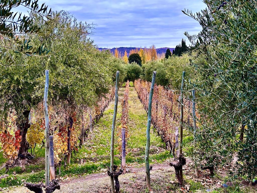 The Asequia Irrigation System