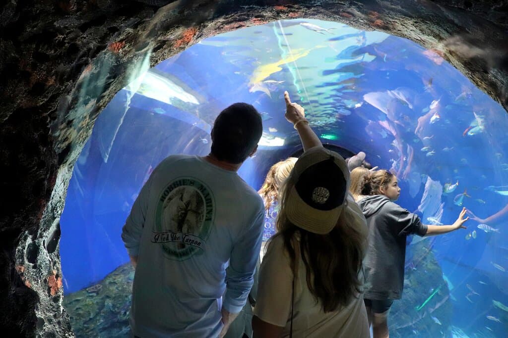 Experience aquatic views like never before in our 360* tunnel in the Oceans Habitat.
