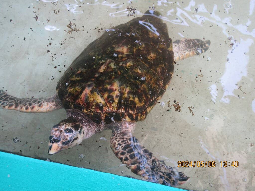 Meet the Resident Turtles