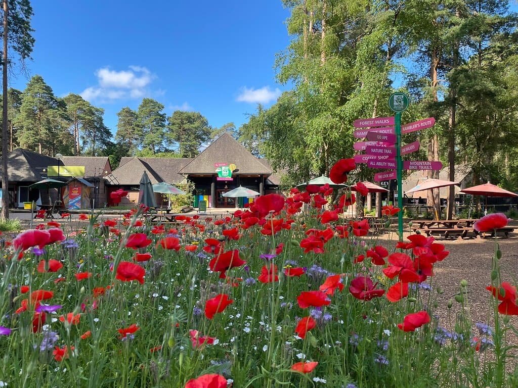 A lovely view through the wildflowers
