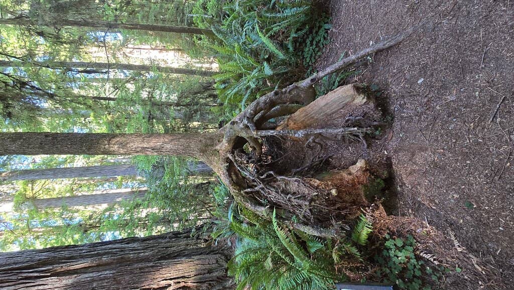 Fallen Giants Playground