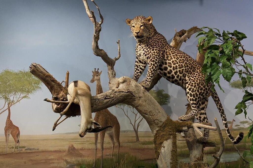 The Gary & Matthew Primm African Savanna Gallery showcases the captivating beauty of southern Africa