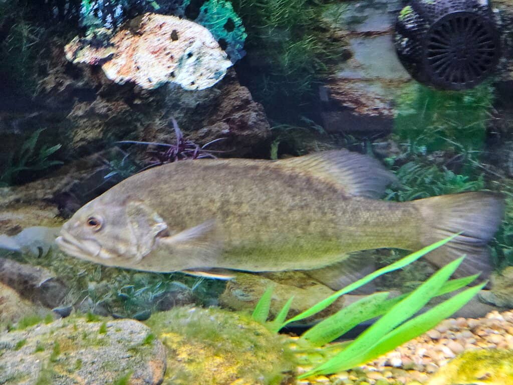 Local River Ecosystems