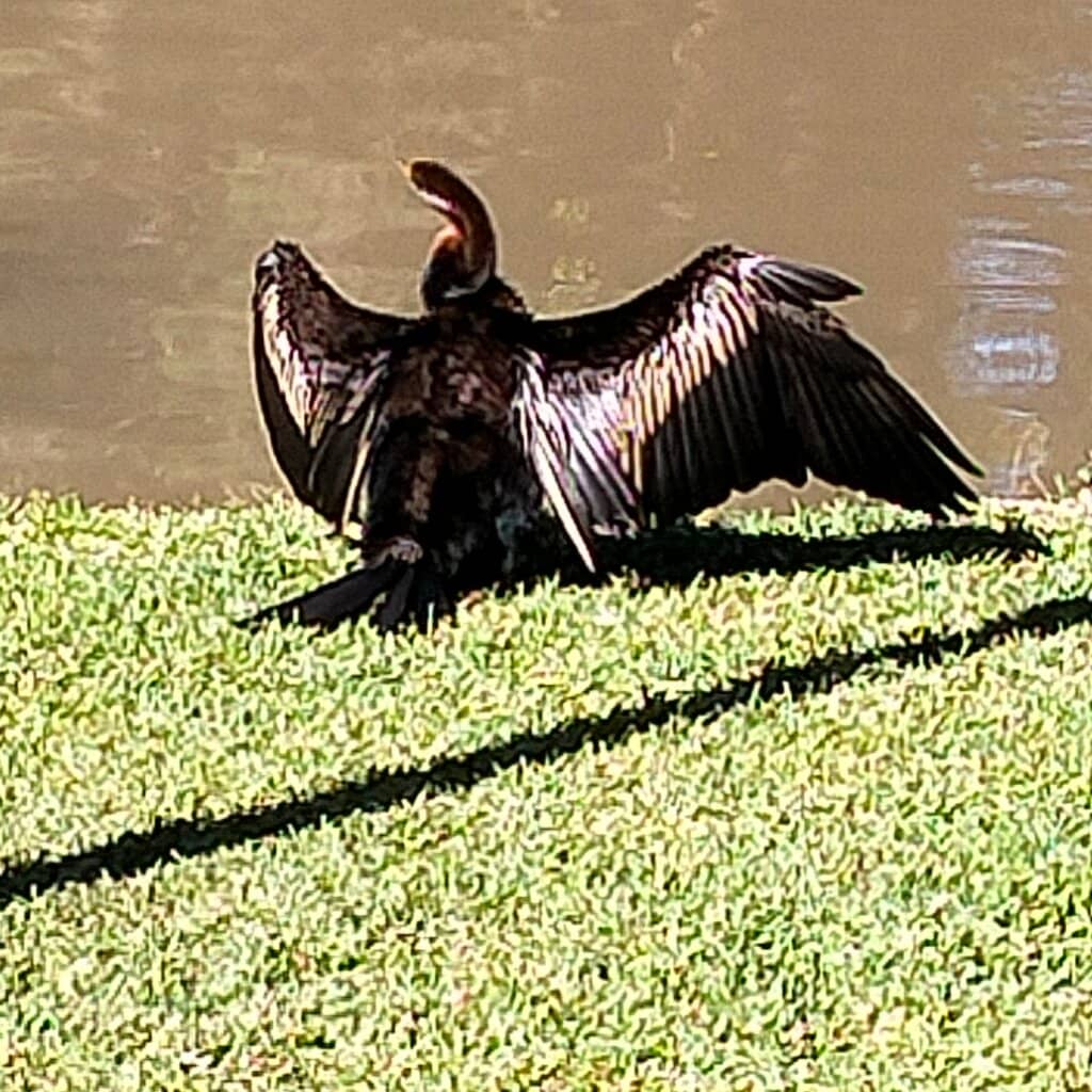 Orchid House Spectacle