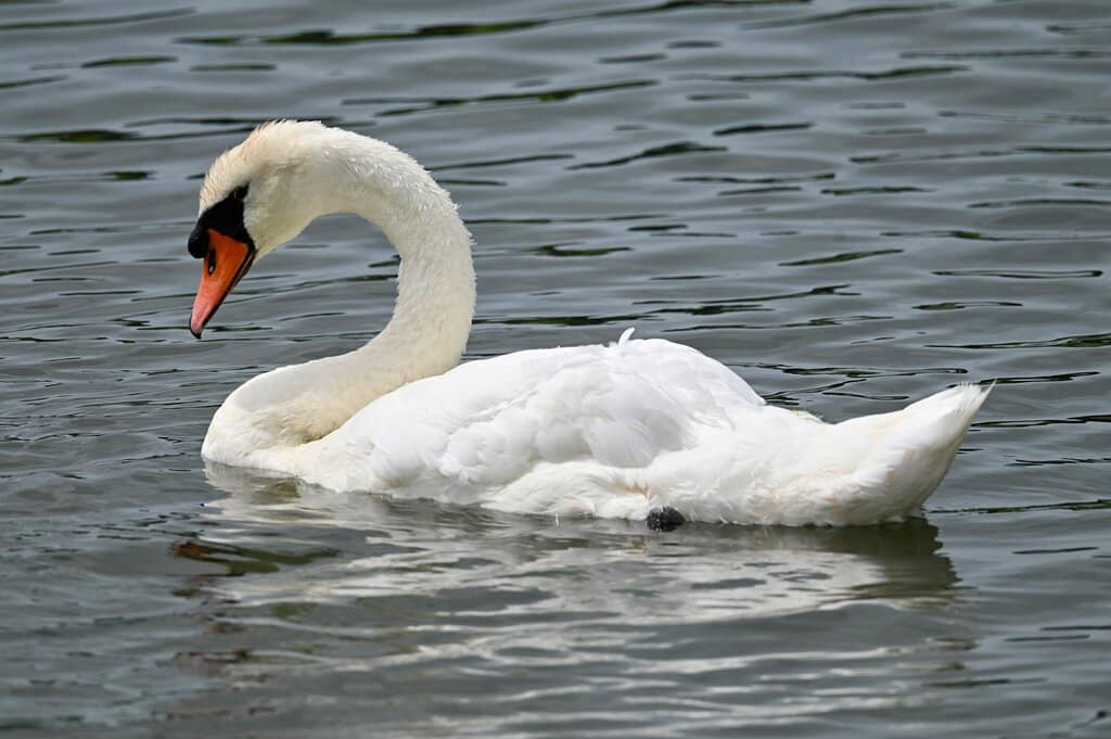 Wildlife Hides