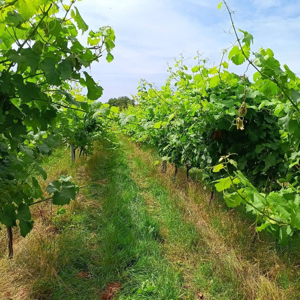 Expansive Gardens & Parkland