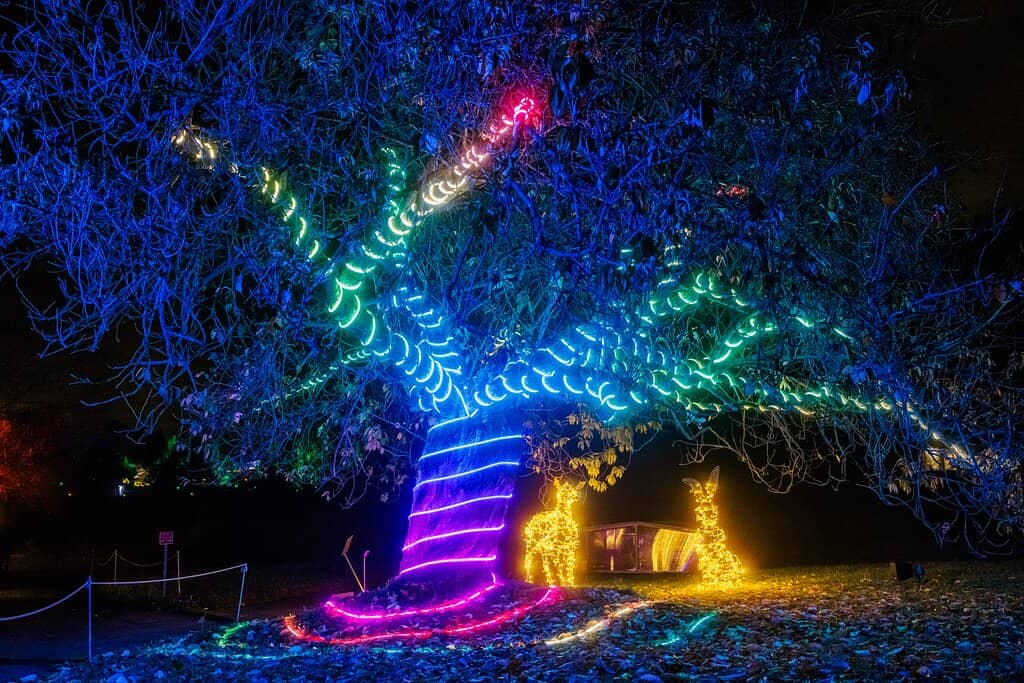 Water Fountain Show