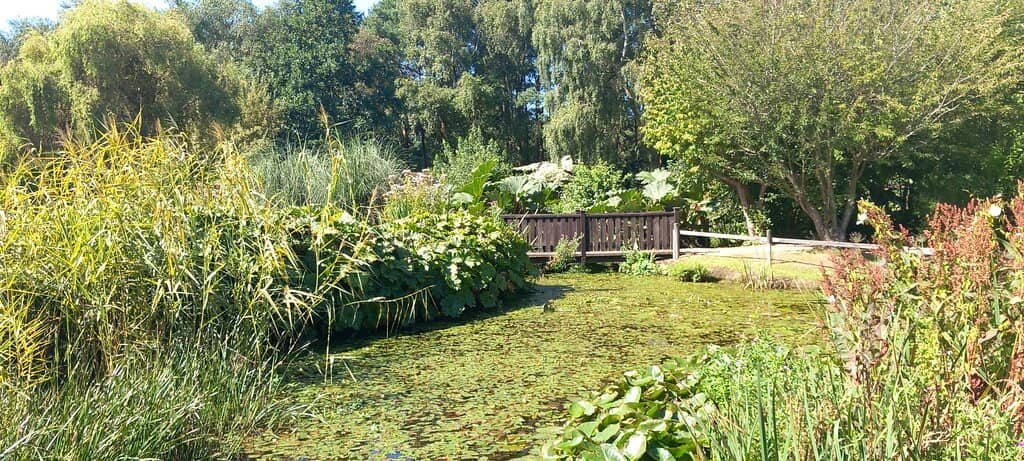 The Hedgemaze