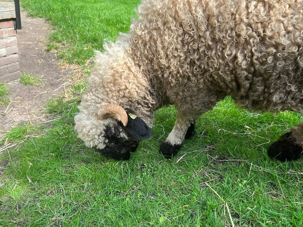 Pony Rides & Playtime