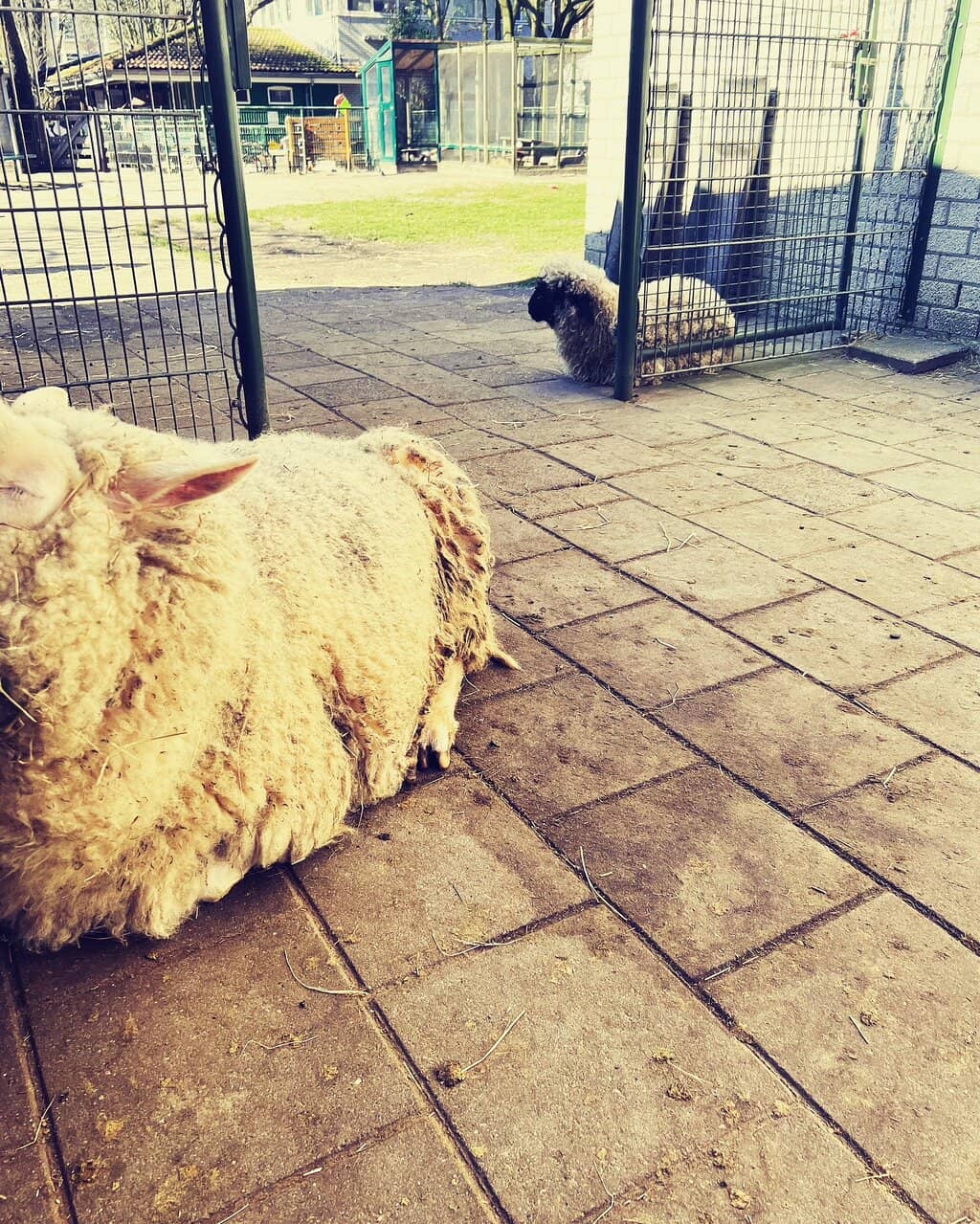 Diverse Animal Encounters