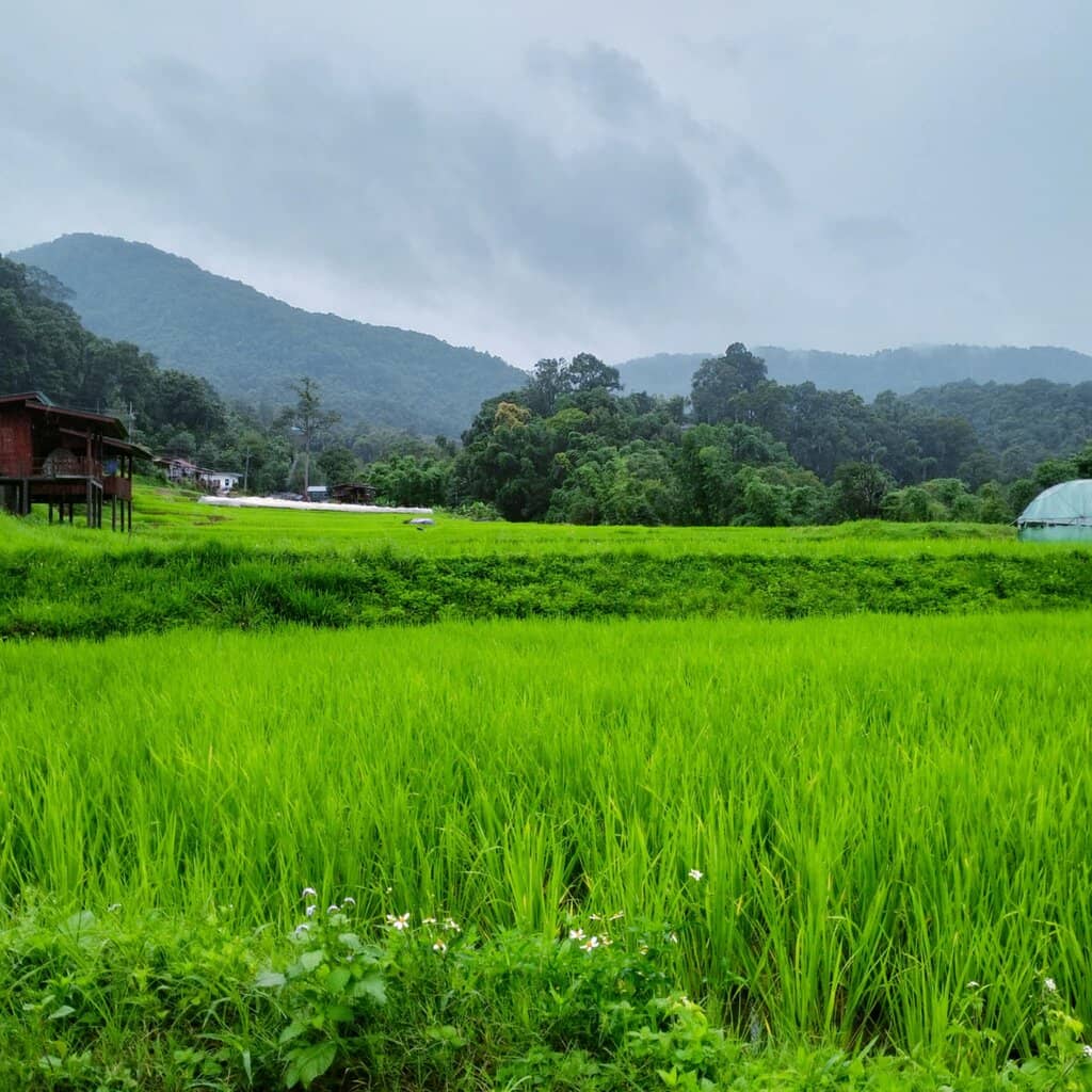 Verdant Rice Terraces