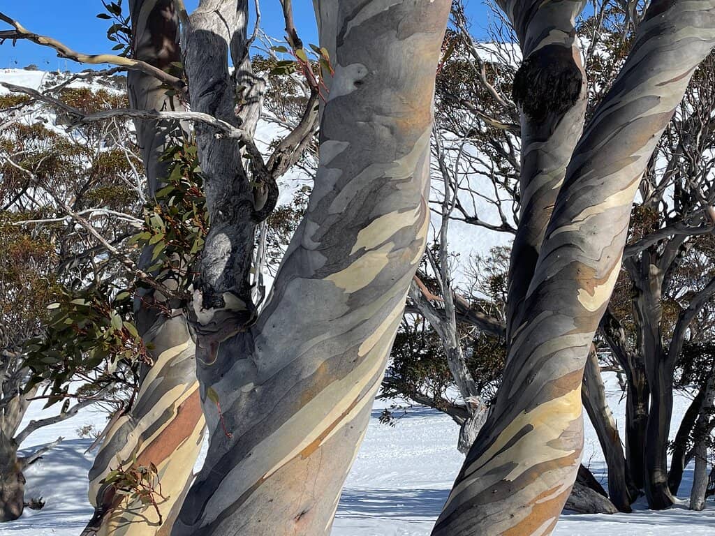 Thredbo Alpine Village