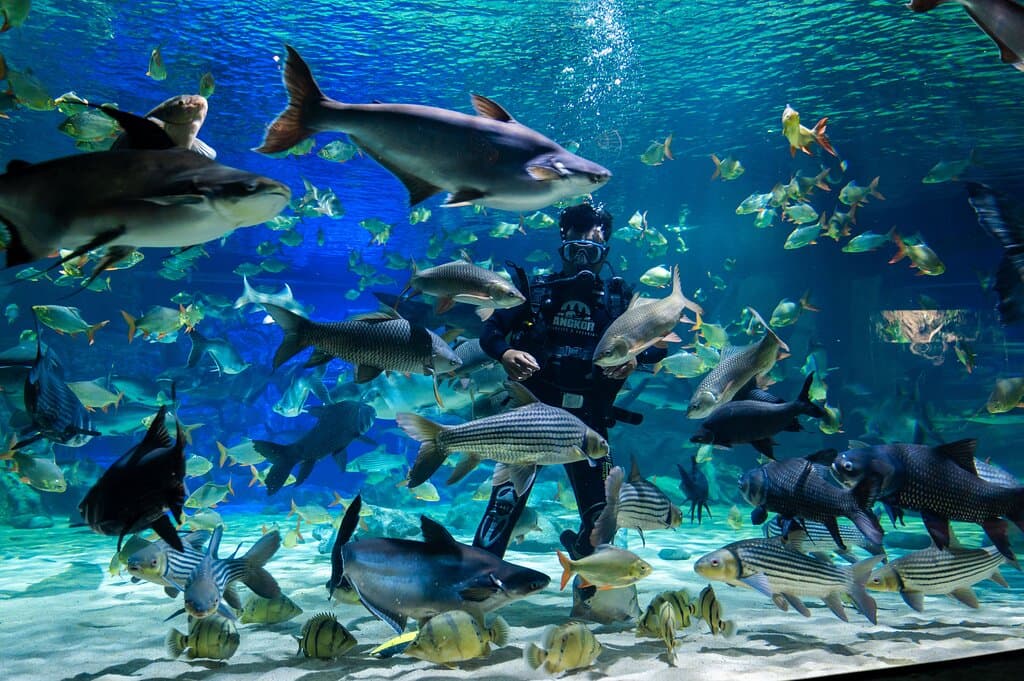 Feeding the fishes at the Cambodia's First Aquarium